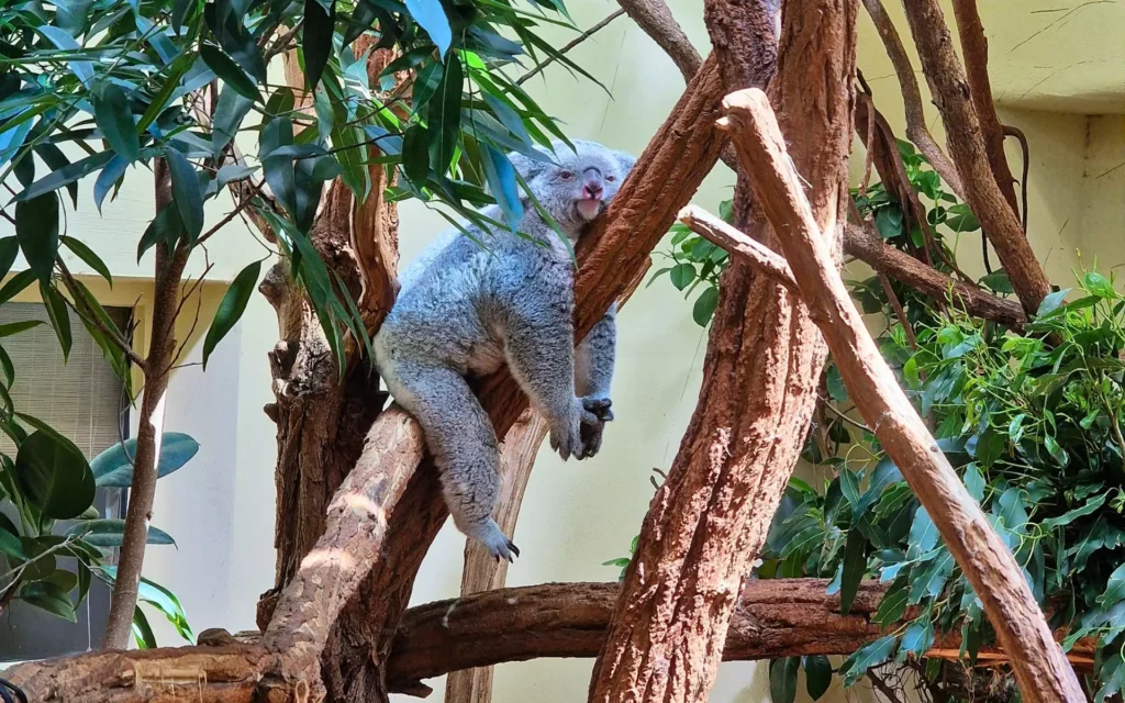 zoo-wieden