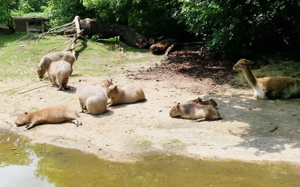zoo-wieden