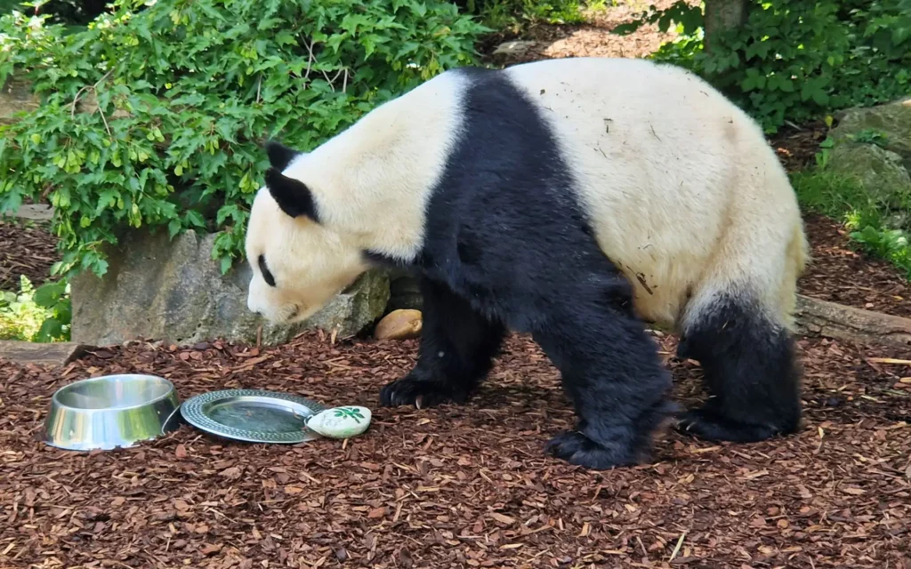 pandy-wieden