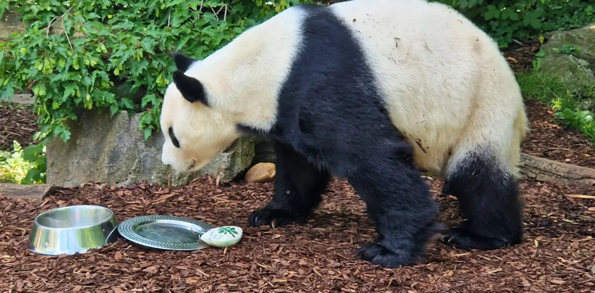 pandy-wieden