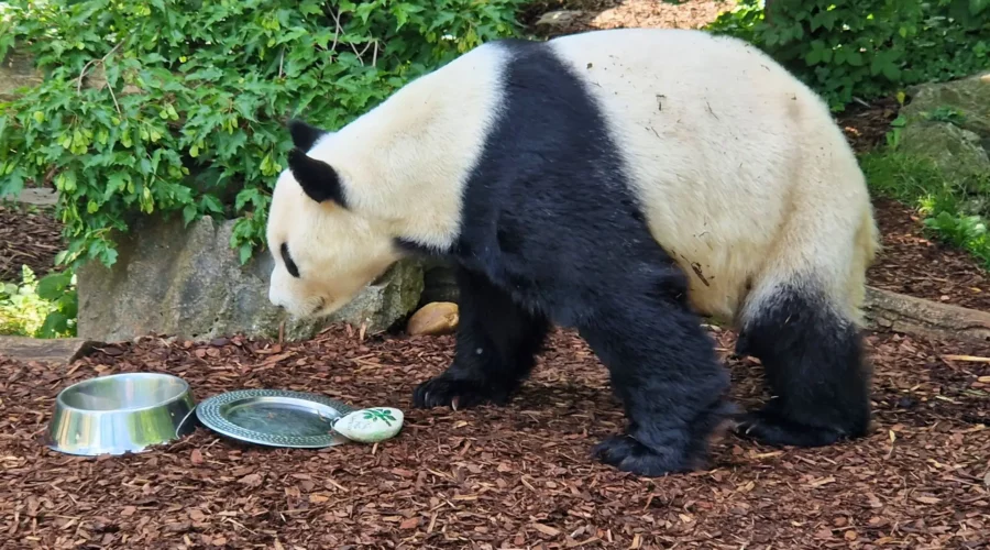 pandy-wieden