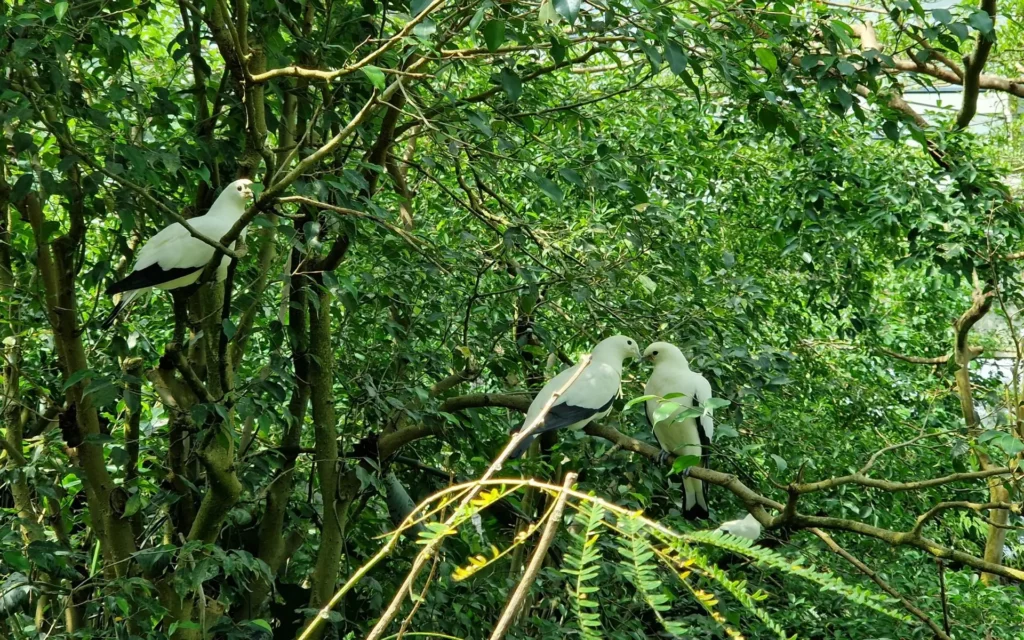 zoo-wieden