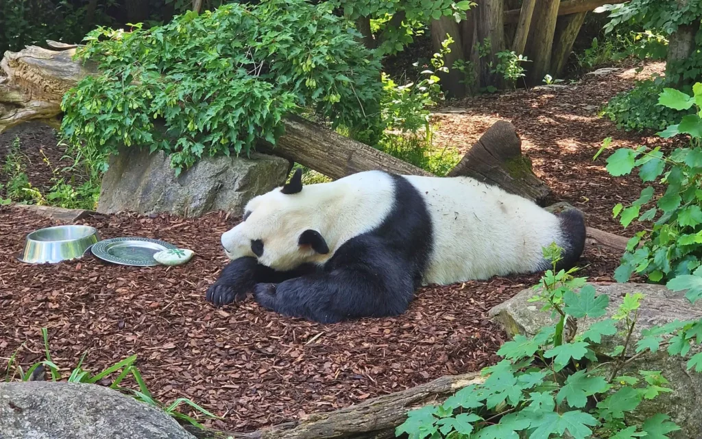 pandy-zoo